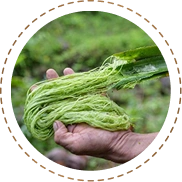 Fibre Extract